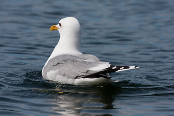 Image showing Seagull