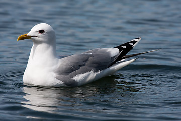 Image showing Seagull