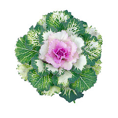 Image showing Colorful Ornamental Cabbage
