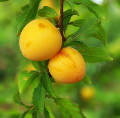 Image showing Yellow Plums