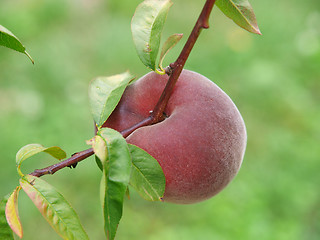 Image showing Ripe Peach