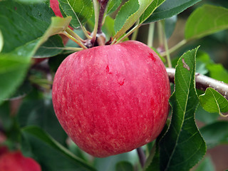 Image showing An Apple A Day