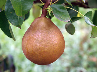 Image showing A Single Ripe Pear