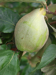 Image showing  Ripening Quince