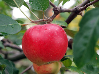 Image showing Red Apple