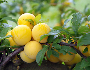 Image showing Ripe Yellow Plums