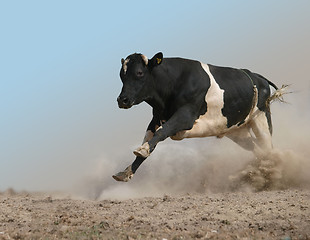 Image showing Charging Bull