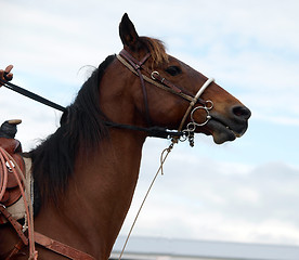 Image showing Cowboy's Pony