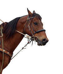 Image showing Close up of a Cowboy's Pony Showing the Tack 