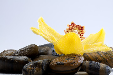 Image showing therapy stones with flowers