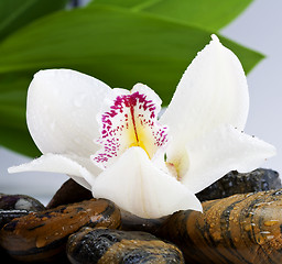 Image showing orchid and stone