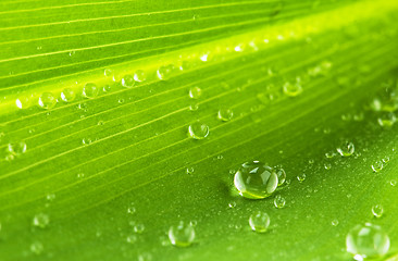 Image showing water drops on green leaf 