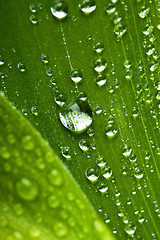 Image showing Water drops