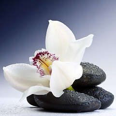 Image showing stones and orchid