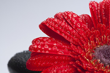 Image showing rocks and gerber daisy