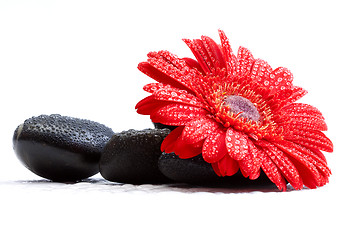 Image showing gerber daisy and pebbles