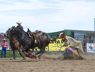 Image showing Steer Wrestling Gone Wrong