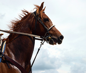 Image showing Cowboy's Chestnut Horse