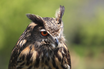 Image showing Portrait of an owl