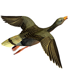 Image showing flying goose
