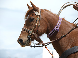 Image showing The Cowyboy's Horse