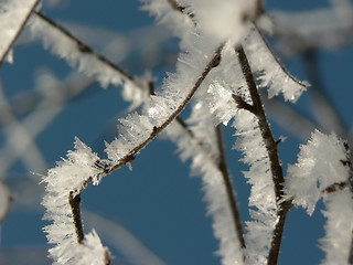 Image showing Icy branch