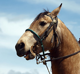 Image showing Cowboy's Horse