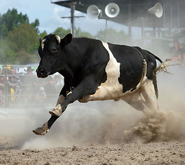 Image showing Angry Bull