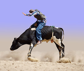 Image showing Cowboy Riding a Fresian Bull 