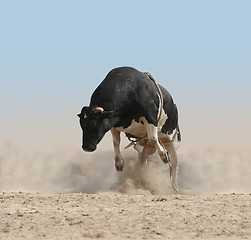 Image showing Bucking Bull