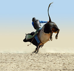 Image showing Cowboy Riding a Large Fresian Bull