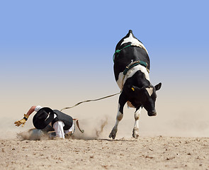 Image showing Cowboy Falling off a Fresian Bull