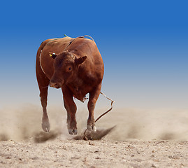 Image showing The Winner is the Bull