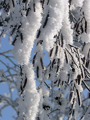 Image showing Icy branches