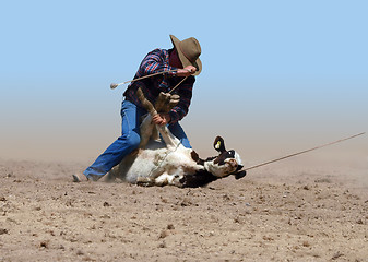 Image showing Cowboy Successfully Tying a Calf with a Piggin' String