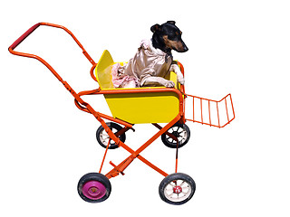 Image showing Dog in Pushchair