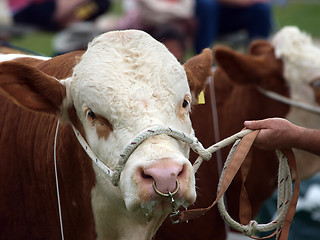 Image showing Polled Hereford Bull