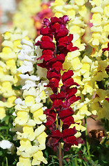 Image showing snapdragon flower background