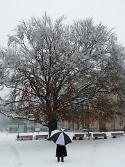 Image showing Snowing again