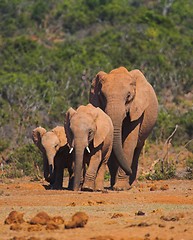 Image showing Elephant Family