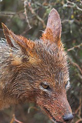 Image showing Feeding Jackal