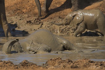 Image showing Muddy Elephant