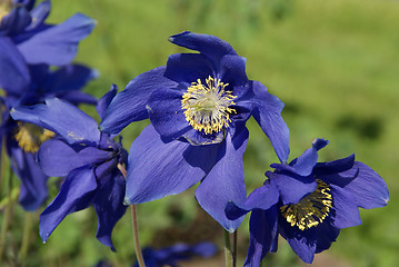 Image showing Aquilegia glandulosa Flowers 