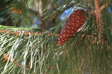 Image showing Pine Cone