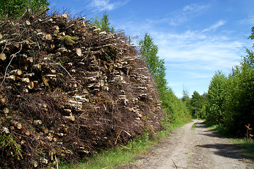 Image showing Stack of Wood Fuel by Forest Road