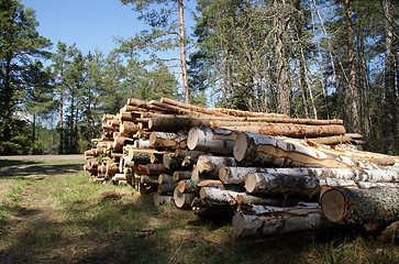 Image showing Timber Logs Stacked in Spring Forest