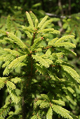 Image showing Norway Spruce Shoots