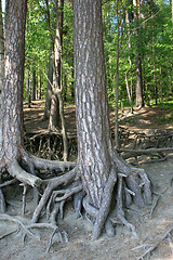 Image showing Roots of old trees