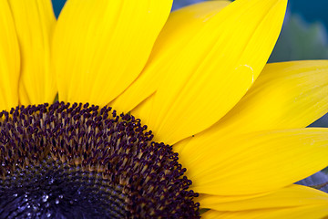 Image showing Sunflower Helianthus annuus