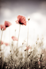 Image showing Corn Poppy Flowers Papaver rhoeas